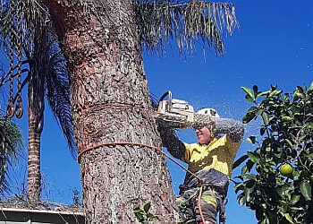Caterpiller Tree Services