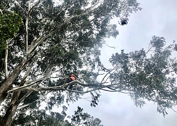 Central Coast Treeworx