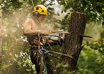 Chandler’s Tree Service