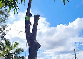 Cheaper Than All The Rest Tree Lopping