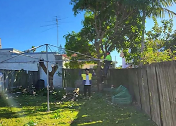 Cheaper Than All The Rest Tree Lopping