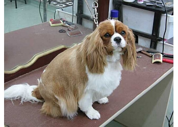 Classic Touch Dog Grooming