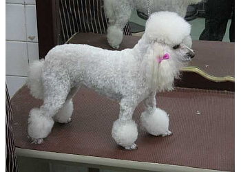 Classic Touch Dog Grooming