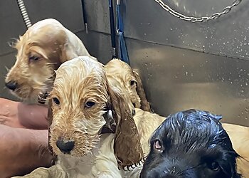 Clean and Cuddly Dog Grooming