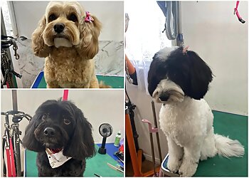 Clean and Cuddly Dog Grooming