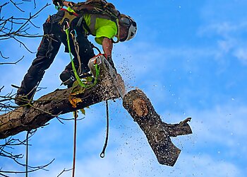 Country Vic Tree Removal