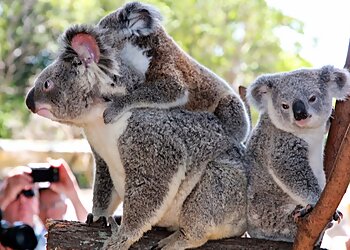 Currumbin Wildlife Sanctuary