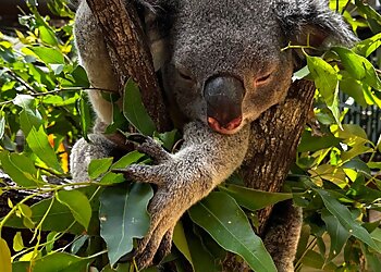 Daisy Hill Koala Centre