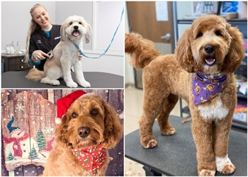 3 Best Dog Grooming in Hobart, TAS - Expert Recommendations