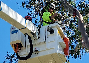 Dickies Tree Service