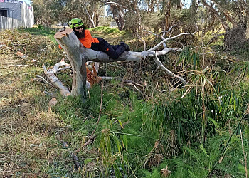 Dickies Tree Service