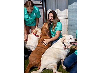 Diesel & Blue Doggie Daycare & Grooming