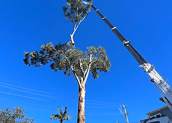 Dingo's Tree Services