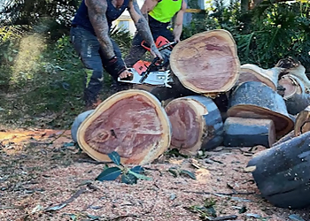 Dingo's Tree Services