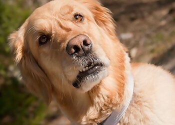 Coffs Harbour Dog Grooming Dirty Dog Salon image 1