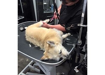 Dog Groomers Casino Nsw