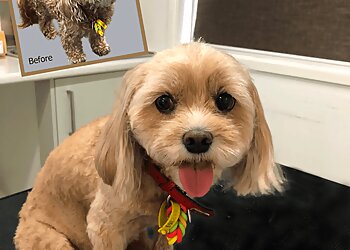 Doggie Playmates Daycare and Grooming