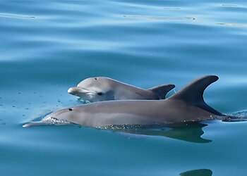 Dolphin Discovery Centre