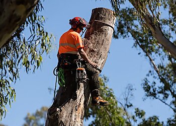 Dubbo Tree Service