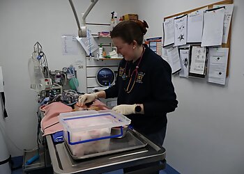 Duncan McGinness Veterinary Surgeon