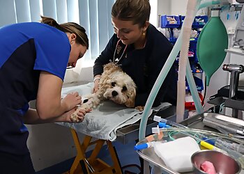 Duncan McGinness Veterinary Surgeon