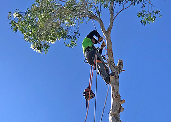 Eden Trees Arboriculture Services