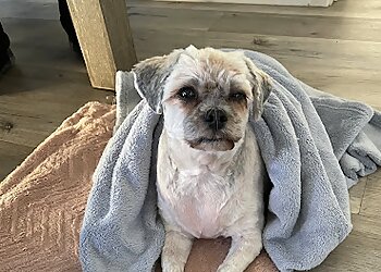 Elizabeth Taylor's Canine Clips