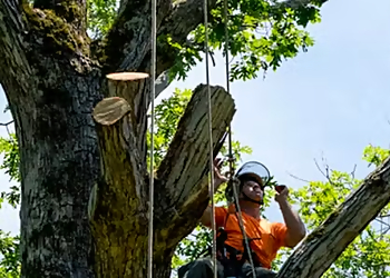Fitzroy Tree Lopping & Stump Grinding