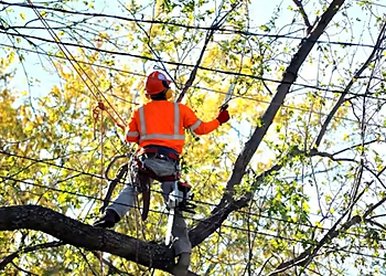 Fitzroy Tree Lopping & Stump Grinding