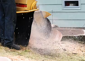 Fitzroy Tree Lopping & Stump Grinding Fitzroy Tree Lopping & Stump Grinding