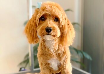 Sydney Dog Grooming Flawless Paws image 1