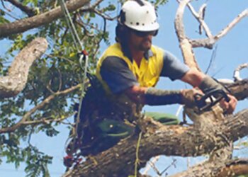 Geoff’s Tree Lopping Services