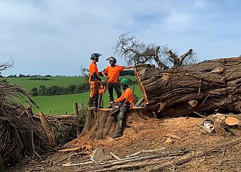 Warrnambool Tree Services Gervis Tree Services image 1