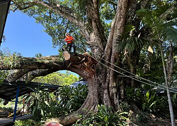 Gold Coast Arborists