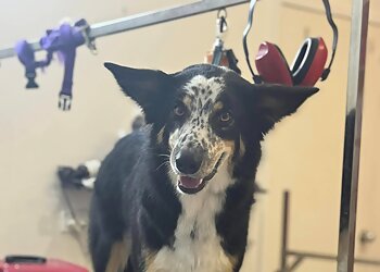 Gorgeous Grooming Townsville