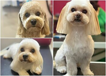 Gorgeous Grooming Townsville