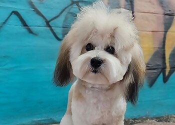 Hair Off The Dog Styling Boutique