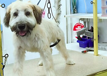 Hairy Tails Dog Grooming Boutique