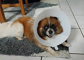 Hervey Bay Vet Surgery