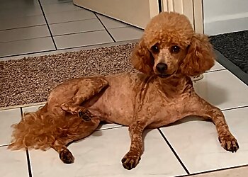 HoundDog Hairdressing