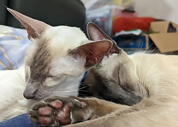 House and Pet Sitters