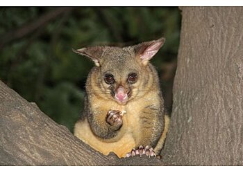 Humane Possum Removal Adelaide