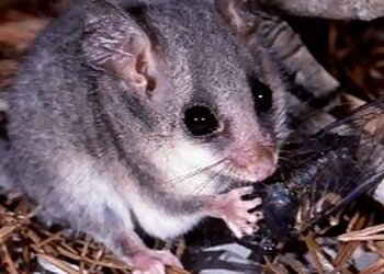 Humane Possum Removal Canberra