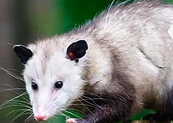 Humane Possum Removal Canberra