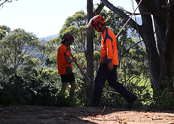 Illawarra Arborist Pty Ltd