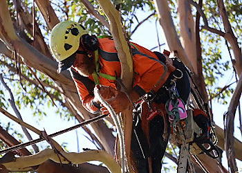 Illawarra Arborist Pty Ltd