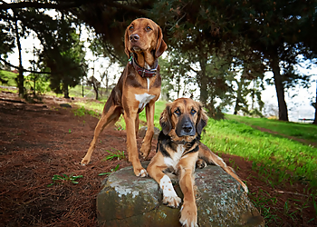 Images by Samantha Kuruvita