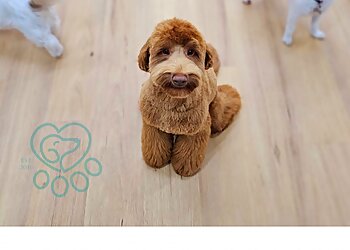 Isabel’s Dog Grooming