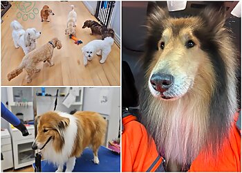 Isabel’s Dog Grooming