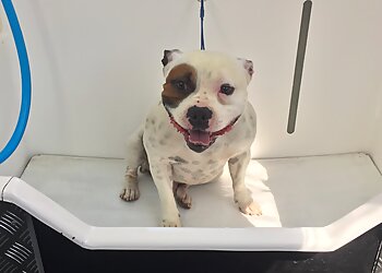 Jim’s Dog Wash Wagga Wagga